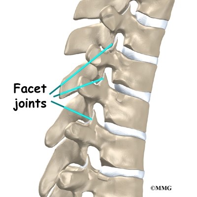 Thoracic facet joints